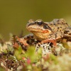 Skokan hnedy - Rana temporaria - Grass Frog 0030